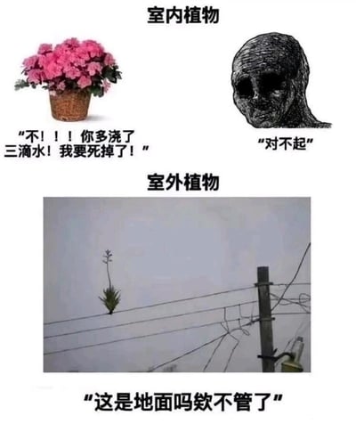 这是一张采用上下分区对比形式的搞笑梗图，分为“室内植物”和“室外植物”两个板块。上半部分的室内植物区域，左侧是一盆开着粉色花朵的盆栽，配文以拟人的方式表现其娇弱：“不！！！你多浇了三滴水！我要死掉了！”，右侧搭配一个表情愧疚的暗黑风格人形形象，配文“对不起”，生动还原了人工养护的室内植物对环境变化极度敏感、养护者需小心翼翼的状态；下半部分的室外植物区域是一张实拍图，一株植物扎根在电线杆的电线上，配文“这是地面吗欸不管了”，展现出室外植物在恶劣且离谱的环境下依然顽强生长的超强适应力。整张图通过强烈的反差感制造幽默效果，调侃了室内外植物截然不同的生存状态，引发养植物人群的共鸣。