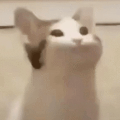 图片中是一只白色为主、耳朵带有深色毛发的猫咪Oatmeal，它正抬头向上仰望，表情略带好奇。这张照片是现象级网络迷因“Pop猫”的原始素材，后续经过网友创意加工形成了标志性的张嘴“O”形表情包。
