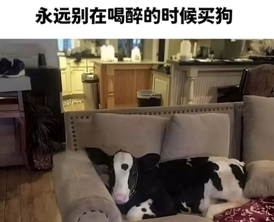 一张搞笑图片，上方配有文字'永远别在喝醉的时候买狗'，下方是一只黑白相间的奶牛正舒适地躺在米色沙发上。图片通过将奶牛误当作狗来制造幽默效果，暗示醉酒后可能会做出错误的购买决定。