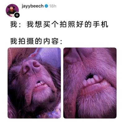 这是一条来自海外社交平台的搞笑帖子，用户表示自己想要购买一台拍照性能出色的手机，但实际自己拍摄的内容都是自家宠物狗的搞笑近距离特写：两张图片分别展示了躺着睡觉的狗狗，拍摄视角聚焦在它的嘴部，狗狗露出的牙齿在这个角度下看起来和人类的牙齿十分相似，画面充满滑稽感。帖子用这种需求与实际使用场景的反差，调侃自己所谓的“需要好拍照手机”其实只是用来记录宠物的搞笑瞬间，根本用不上高端的拍照性能，引发网友共鸣。