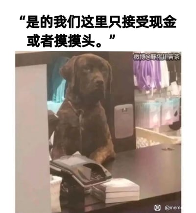 这是一张充满趣味的实拍加注图，画面中一只深棕色的狗狗坐在店铺的收银台后方，前爪搭在台面上，面前摆放着收银电话等设备，神态严肃认真，仿佛正以收银员的身份在岗值班。图片上方添加了拟人化的配文“是的我们这里只接受现金或者摸摸头。”，将狗狗拟人化，创造出一个可爱又搞笑的场景，把“摸摸头”当作另类的支付方式，既贴合狗狗喜欢被抚摸的特点，又充满治愈感和趣味性，让人忍俊不禁。