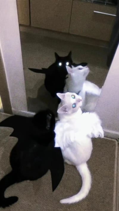 图片展示了两只被创意编辑的猫咪：一只纯黑猫咪被添加了蝙蝠状黑色翅膀，双眼发出诡异的白色光芒，宛如恶魔使者；另一只雪白猫咪则配上了蓬松的白色天使翅膀，眼睛闪烁着清澈的蓝色光芒，形似天使化身。它们并排坐在铺有地毯的走廊角落，背景可见木质橱柜，整体营造出"天使与恶魔"的奇幻对比感。画面通过P图技术赋予普通宠物超自然元素，充满趣味与想象力。