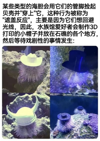 图片上方为文字说明，介绍海胆的"遮盖反应"行为——通过管脚捡起物体遮挡光线。下方是四张拼接的海胆照片，分别展示了海胆佩戴白色牛仔帽、黑色礼帽、白色维京头盔和深色小礼帽的场景，海胆的刺状身体与各式帽子形成有趣对比，显得十分可爱。
