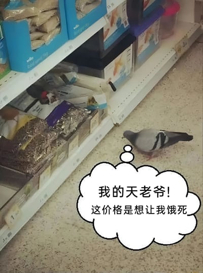 一只鸽子站在宠物店的地板上，抬头看着货架上的商品，旁边有一个思想泡泡写着'我的天老爷! 这价格是想让我饿死'。图片通过拟人化手法，幽默地表达了对物价高涨的抱怨。