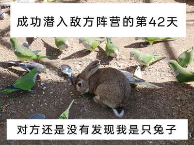 这是一张带有搞笑拟人配文的实拍动物图，画面中心是一只棕色带白色尾尖的兔子，它蹲在地面上，混在一群绿色鹦鹉和几只虎皮鹦鹉中间，鸟群和兔子都在地面区域，似乎一同觅食。图片上下方分别配有白色背景的黑色文字，上方为“成功潜入敌方阵营的第42天”，下方为“对方还是没有发现我是只兔子”，将兔子和鸟群拟人化为“敌方阵营”与“潜伏者”，通过这种反差设定制造出诙谐幽默的效果，让原本普通的动物场景变得充满趣味。