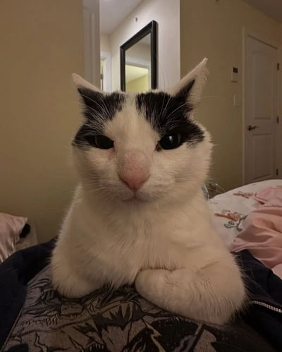 一只黑白相间的猫咪正坐在床上，表情严肃得让人忍俊不禁。它的黑色 facial markings 恰好位于眉毛位置，形成了天然的“眉毛”效果，配上直视镜头的眼神，仿佛在认真思考什么重大问题。猫咪前爪交叉放在身前，姿态端庄，与可爱的外表形成有趣反差。背景显示这是在一个普通的卧室环境中，有镜子和门框可见。