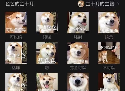 一张3×4排列的多图拼接梗图，包含12张不同表情的柴犬照片，每张照片下方配有文字，如“可以色色吗”“预谋色色”“强制色色”“暗示色色”“达咩色色”“想色色”等，整体以“色色”为核心主题，展现柴犬的多样神态。顶部标题为“色色的金十月”，左上角有用户头像及名称“金十月的主银”。
