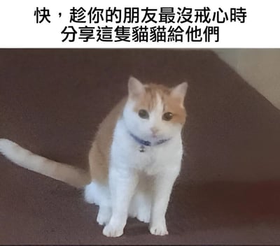图片上方有黑色文字“快，趁你的朋友最没戒心时分分享这隻猫猫给他们”，下方是一只橙白相间的猫咪，戴着蓝色项圈（项圈上有小铃铛），正坐在棕色的平面上，直视镜头，表情平静。整体风格轻松有趣，旨在鼓励用户分享可爱猫咪给朋友。