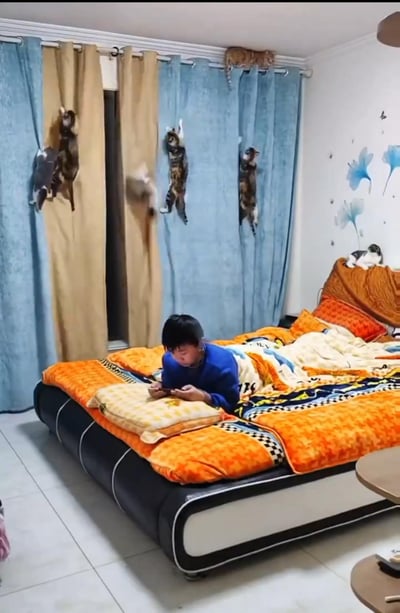 画面中，一个男孩趴在铺着橙色调床品的床上，正低头专注玩手机，对周围的动静毫无察觉。而他身后的窗帘区域热闹非凡：多只猫咪有的挂在窗帘杆上，有的扒着窗帘往下滑落，有的从窗帘的缝隙里钻出来，床头还趴着一只黑白花色的猫，整个场景充满了反差感，展现了多猫家庭的搞笑日常。