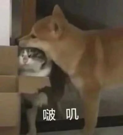 这是一张充满趣味的静态宠物表情包，画面中一只浅棕色柴犬侧过头，脸部贴近纸箱边缘，从视觉效果上仿佛正在亲吻躲在纸箱里的猫咪；纸箱内的猫咪露出上半身，睁着眼睛，表情看起来既惊讶又懵懂，和柴犬的动作形成了有趣的反差感。图片下方配有白色的拟声文字“啵叽”，模拟亲吻的声音，进一步强化了画面的亲昵搞怪氛围，非常适合在日常聊天中用来表达亲昵、调侃或者搞怪的情绪。