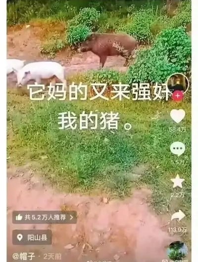 社交媒体截图，画面中几只猪在草地上活动，上方有白色文字“它妈的又来强奸我的猪。”。截图右侧显示点赞数88.4万，评论5.5万，分享113.9万，左下角有位置“阳山县”和发布者“@帽子”，发布时间为2天前。