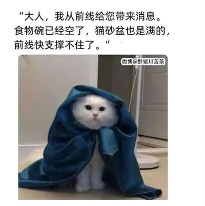 这是一张充满趣味的宠物拟人化表情包，图中一只白色猫咪被深蓝色布料披在身上，如同披着披风的信使，表情一本正经、姿态端正。上方搭配拟人化文案，以猫咪的视角，用类似前线士兵汇报战况的严肃语气，向作为“大人”的铲屎官紧急通报：自己的“生存前线”出现危机——食物碗空了、猫砂盆满了，已经快支撑不住了。内容用严肃的军情汇报包装猫咪日常需要照顾的需求，制造出强烈的反差感，精准贴合养猫人的日常场景，充满搞笑效果。