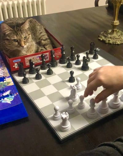 一只虎斑猫蜷缩在红色盒子里，正专注地凝视着棋盘上的国际象棋对局。棋盘上黑白棋子整齐排列，一只人类的手正准备移动一枚白色兵卒。桌子左侧放着一个蓝色的拼图盒子，右侧则有一个金色的装饰摆件。整个场景温馨有趣，猫咪的认真表情仿佛在充当棋局的“监工”或“教练”。
