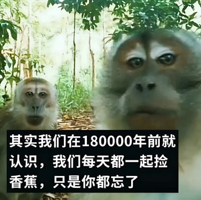 图片背景为茂密的森林，左侧有一只站立的猴子，表情略显惊讶，右侧是另一只猴子的面部特写，眼神凝视前方。图片底部有黑色背景白色文字：“其实我们在180000年前就认识，我们每天都一起捡香蕉，只是你都忘了”。整体营造出一种跨越漫长时间的动物间“老友重逢”的幽默温馨氛围。