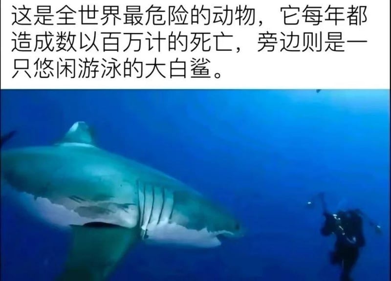 大白鲨
