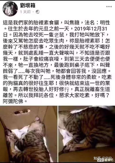 这是社交平台用户劉垠箱发布的一则图文内容，讲述自家名为焦糖（法名明性）的「胎里素食猫」，在咬死老鼠后被主人责骂违背素食的慈悲理念，之后猫咪出现不吃不喝、排便困难等异常状况，最终不幸离世。主人认为吃素的猫狗更容易往生，借此恳求大家一起吃素，脱离苦难，帖子下方还配上了猫咪离世后的两张照片。
无双关、谐音梗或暗示内容。