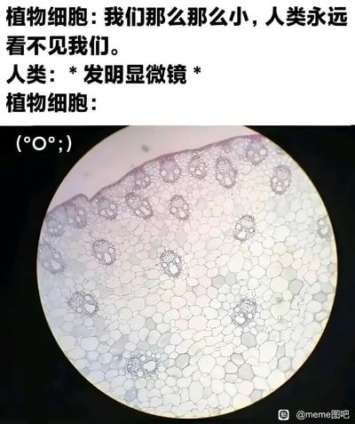 这是一张趣味科普类梗图，采用上文下图的顶配底文排版形式。顶部文字用拟人化的方式设定了对话内容：首先植物细胞声称自己体积极小，人类永远无法看见自己，随后给出人类的对应行为是发明显微镜，最后在下方的显微镜实拍植物细胞切片图像旁，给植物细胞配上了代表震惊、错愕的表情符号(°O°;)，通过预期和现实的反差感营造出搞笑效果，兼具趣味性和科普属性。