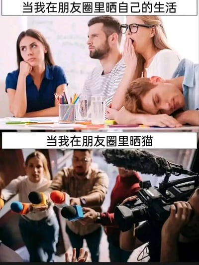 这张梗图通过上下两部分对比，展示了在朋友圈晒自己生活时朋友们的冷淡反应，以及晒猫时朋友们的热烈关注，幽默地反映了社交网络中人们对宠物内容的偏爱。