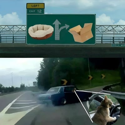 图片由上下两部分组成。上半部分是高速公路指示牌，显示“LEFT EXIT 12”，绿色背景上左侧有一个毛绒宠物床图案，右侧有一个打开的纸箱图案，中间箭头指向左侧出口方向。下半部分是汽车行驶在高速公路上的视角，前方有一辆黑色轿车，右下角圆形插图中是一只猫咪张着嘴，前爪放在方向盘上，仿佛正在驾驶汽车。图片通过高速公路指示牌的选择隐喻，幽默展现了猫咪面对舒适宠物床和经典纸箱时的“两难选择”。