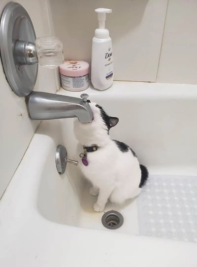 一只黑白相间的猫咪正坐在浴室水槽中，仰头直接从水龙头喝水。猫咪戴着带有紫色标签的项圈，周围摆放着Dove品牌的洗护用品。这张照片捕捉了宠物可爱又调皮的日常瞬间。