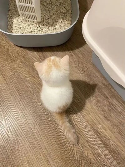 一只毛茸茸的白色带橘色毛发的小猫站在木质地板上，正仰头注视着旁边的灰色猫砂盆。猫砂盆内装有木屑状猫砂，旁边放着一个白色的猫砂铲。猫砂盆旁边还有一个浅色的容器。整个画面温馨可爱，展现了猫咪日常生活的一个瞬间。