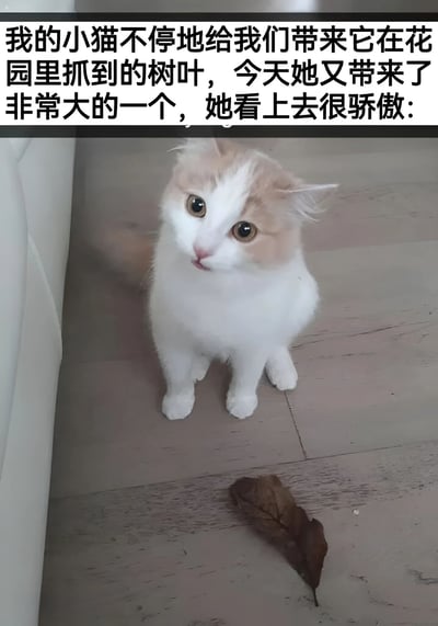 一只可爱的橘白相间小猫坐在木地板上，前爪并拢，抬头挺胸，表情骄傲地看着镜头。它的面前放着一片较大的枯叶，似乎是它刚刚带回来的“战利品”。图片上方配有文字说明小猫经常从花园带树叶回来，今天带来了特别大的一片，显得非常自豪。整个画面温馨又有趣，展现了猫咪可爱的日常行为。