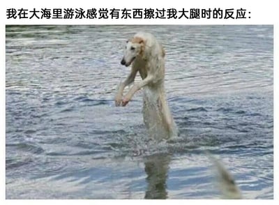 这是一张搞笑创意梗图，上方配有文字“我在大海里游泳感觉有东西擦过我大腿时的反应：”。图中呈现的是一只在浅水中的狗，由于视觉错位效果，狗的头部和前爪抬起，水面上的倒影与狗的身体部分重合，看起来仿佛狗的上半身突然从水里弹起来，姿态极度夸张，完美还原了人在大海游泳时，突然感觉到有未知东西触碰自己大腿的瞬间，那种惊恐、紧绷、瞬间弹起的反应，用动物的搞笑错位画面放大了这种受惊的情绪，既贴切又充满滑稽感，很容易引发有过类似经历的人的共鸣。