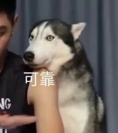 图片中一只哈士奇狗被人以类似人类的姿势扛在肩膀上，狗表情严肃认真，眼神坚定，配合下方的'可靠'文字形成幽默反差。这种将动物拟人化并赋予人类特质的表现手法，创造出一种滑稽有趣的效果。