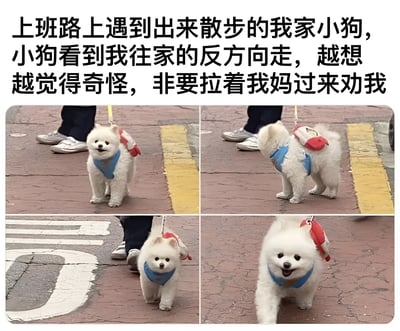 图片上方配有文字描述：上班路上遇到出来散步的我家小狗，小狗看到我往家的反方向走，越想越觉得奇怪，非要拉着我妈过来劝我。下方是四张拼接的实拍图，展示了一只穿着蓝色背带和红色背包的白色小狗，从不同角度呈现它看着主人、转身、走向主人等动作，生动表现了小狗对主人上班行为的疑惑和试图阻止的可爱场景。
