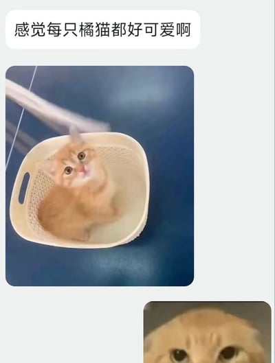 图片展示了一只毛茸茸的小橘猫，正乖巧地坐在米白色的镂空塑料篮子里，篮子放置在蓝色的光滑平面上。小猫仰头向上看，圆溜溜的大眼睛透着好奇与无辜，蓬松的橘色毛发显得格外柔软。图片上方配有文字“感觉每只橘猫都好可爱啊”，直接表达了对橘猫的喜爱之情。整体画面温馨治愈，突出了橘猫的萌态。