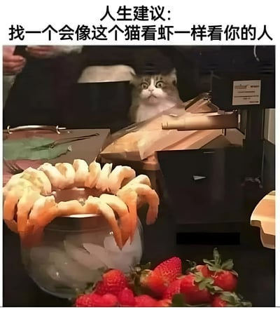 图片上方配有文字“人生建议：找一个会像这个猫看虾一样看你的人”。下方是一张照片，一只猫从柜台后方探出头，睁着圆溜溜的大眼睛，眼神专注而渴望地盯着前方。前景中有一个装满冰块的容器，里面摆放着一圈虾，旁边还有一些新鲜的草莓。猫的表情生动，仿佛对虾充满了强烈的向往，整体画面通过猫对食物的热切眼神，幽默又温馨地比喻了理想中被珍视的情感状态。