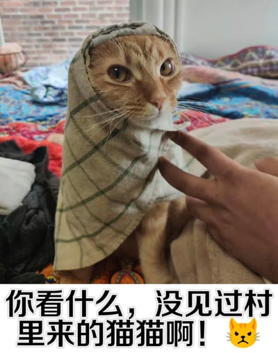 一只橘猫被人用带有绿色格子的布巾盖住头部，眼睛瞪得圆圆的，表情看起来有些惊讶又带点傲娇。一只手正在调整布巾的位置，背景是铺着彩色床单的床铺和砖墙。图片底部配有文字：'你看什么，没见过村里来的猫猫啊！'，旁边还有一个生气的猫咪表情符号，整体营造出一种搞笑又可爱的氛围。