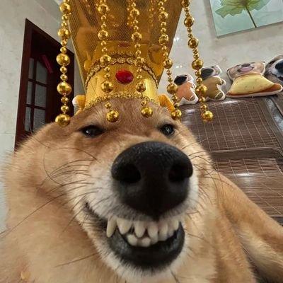 图片中是一只棕色毛发的狗，它戴着一顶金色的皇帝冠冕，冠冕上有红色宝石和垂下的金色珠串，显得十分威严又滑稽。狗狗正对着镜头，嘴巴微张，露出牙齿，表情看起来像是在微笑。背景是室内环境，能看到几个毛绒玩具和竹制凉席，整体氛围轻松搞笑，给人一种“汪星人化身帝王”的幽默感觉。