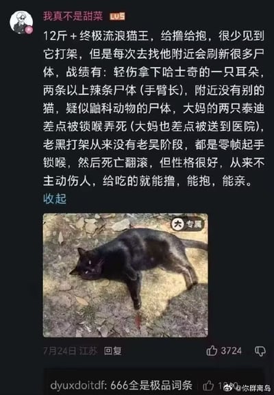 这张图是社交媒体评论截图，上方是等级为LV5的用户「我真不是甜菜」发布的评论内容，介绍了一只外号「老黑」的12斤以上流浪黑猫：它战力极强，几乎没人见过它打架的过程，但它活动区域周边常有其他动物的尸体，已知战绩包括轻伤状态下咬掉哈士奇一只耳朵、击败两条手臂长的辣条、疑似杀死鼬科动物、还差点锁喉杀死大妈的两只泰迪，阻拦的大妈也差点受伤，打架没有前置动作，零帧起手直接锁喉加死亡翻滚；但这只猫性格十分温顺，从不主动伤人，只要给食物就允许人抚摸、抱甚至亲。评论下方配了这只黑猫趴在有落叶的地面上休息的实拍图，该评论发布于7月24日江苏，获赞3724，下方还有其他用户回复调侃「666全是极品词条」，截图右下角带有水印「@你群离岛」。