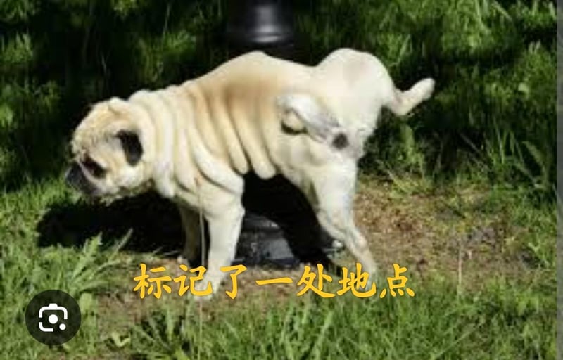 巴哥犬