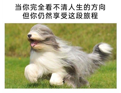 这是一张图文结合的治愈系内容，图片上方配有两行简体中文文字：“当你完全看不清人生的方向 但你仍然享受这段旅程”；下方是一张真实的宠物拍摄照片，主体是一只古代牧羊犬，它的长毛完全遮住了眼睛，却在绿色的草地上欢快地奔跑，嘴巴张开，四肢抬起，毛发随着跑动的姿态和气流飘动，看起来十分开心自在。整张图用狗狗的状态生动地呼应了上方的文字，传递出一种即使人生迷茫、看不清前路，也要豁达乐观、享受当下旅程的积极心态，氛围轻松治愈，容易引发观者的共鸣。