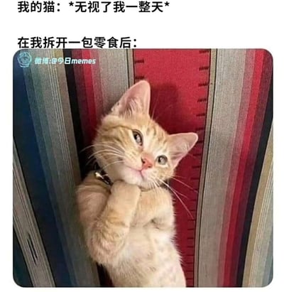 这张梗图通过文字+真实猫咪照片的形式，展现了猫咪极具反差感的“双标”行为：主人一整天都被自家猫咪无视，可当拆开零食的瞬间，猫咪立刻摆出双手合十、歪头软萌的讨好姿态，眼神可怜巴巴，精准还原了宠物见利忘义的可爱日常，引发养猫群体的强烈共鸣，充满搞笑治愈的氛围。图中没有双关、谐音梗等内容，仅为对宠物真实行为的趣味演绎。