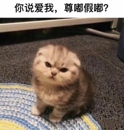 一只浅色折耳小猫坐在灰色纹理的表面上，眼神带着疑惑和审视，抬头望向镜头。图片上方配有文字'你说爱我，尊嘟假嘟？'，其中'尊嘟假嘟'是网络流行语，谐音'真的假的'，用于表达怀疑或调侃的语气。