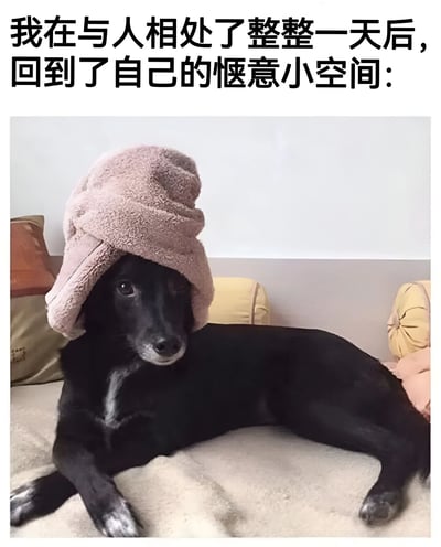 图片上方配有文字'我在与人相处了整整一天后，回到了自己的惬意小空间：'，下方是一只戴着粉色毛巾的黑狗舒适地躺在沙发上，表情放松，完美诠释了社交后的独处需求。