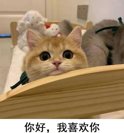这是一张静态萌宠表情包图片，主体是一只橘色英短猫，它趴在一个小型木质床的床沿上，下巴搭在床沿，脖子系着深绿色丝带，眼睛圆溜溜睁着，表情无辜软萌，带着一丝羞涩感，床后方还有毛绒玩偶作为背景。图片下方配有文字“你好，我喜欢你”，借由小猫的可爱形象传递出直白又羞涩的表白情绪，非常适合在社交场景中向他人表达好感。