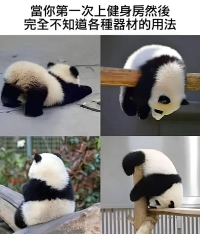 这是一张四格拼接的搞笑梗图，通过熊猫的各种笨拙姿势来比喻第一次去健身房完全不懂如何使用器材的尴尬场景。图片上方配有文字"當你第一次上健身房然後完全不知道各種器材的用法"，四张小图分别展示了熊猫以各种奇怪姿势与不同物体互动的样子，生动形象地表现了新手面对健身器材时的迷茫与不知所措。