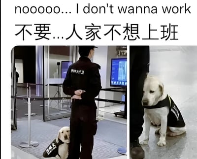 图片上方有英文“nooooo... I don't wanna work”和中文“不要...人家不想上班”的文字，表达了强烈的不想工作的情绪。下方是两张拼接的照片：左侧图中一名穿着“精锐护卫”制服的保安背对镜头站立，一只穿着马甲的黄色小狗乖巧地蹭着保安的腿；右侧图是小狗的特写，它坐在地上，低着头靠在人的腿边，眼神看起来有些沮丧和不情愿，仿佛在呼应上方“不想上班”的文字内容，整体营造出一种幽默又无奈的氛围。