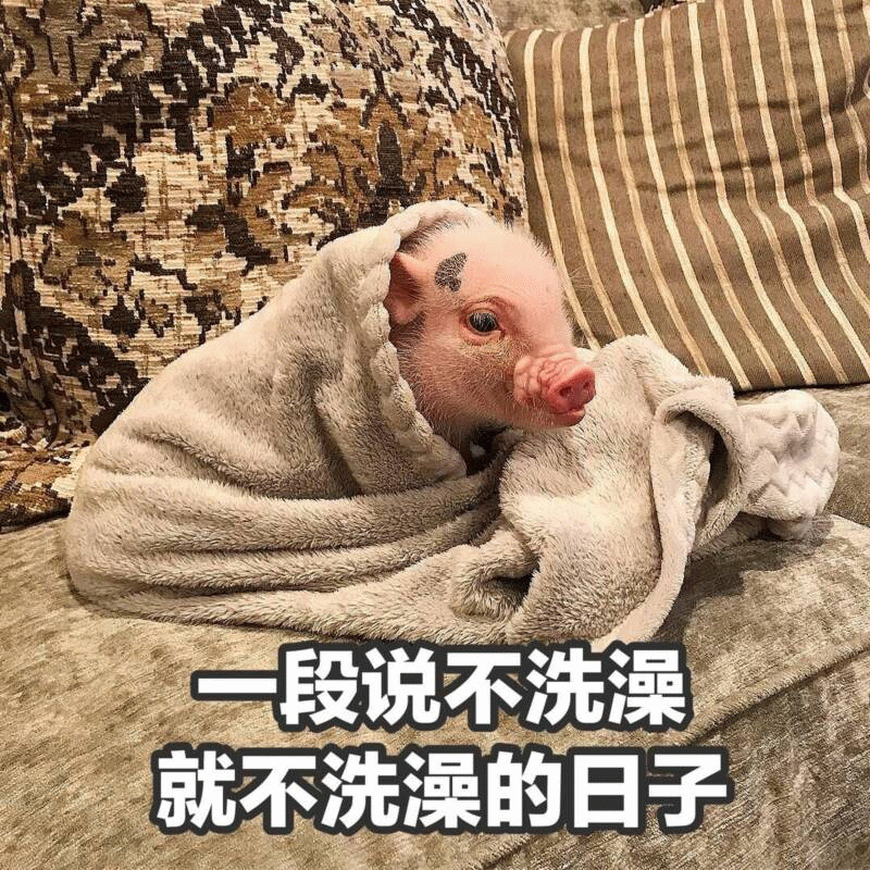 裹着毯子拒绝洗澡的小猪