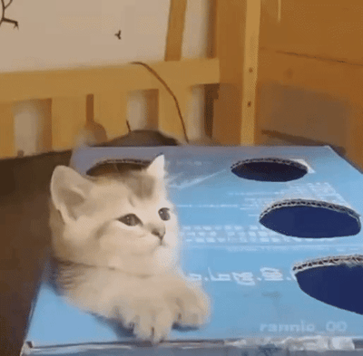 一只浅色小猫咪趴在带有多个圆形孔洞的蓝色盒子上，神情淡定地观察着周围。随后，一个绿色的毛绒玩具通过木棍从盒子的孔洞中被举起，小猫咪立刻将目光聚焦在毛绒玩具上，头部随着玩具的晃动而轻微转动，展现出好奇又专注的可爱模样。整个过程充满了萌宠互动的温馨与趣味。