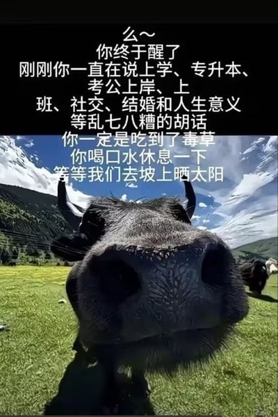 图片上半部分为黑色背景白色文字，内容是牦牛以亲昵的语气对“你”说：“么~ 你终于醒了 刚刚你一直在说上学、专升本、考公上岸、上班、社交、结婚和人生意义等乱七八糟的胡话 你一定是吃到了毒草 你喝口水休息一下 等等我们去坡上晒太阳”。下半部分是一张高清照片，展示了一头牦牛的近距离特写，牦牛的鼻子占据画面中心，背景是蓝天白云下的草原和雪山，整体氛围轻松治愈。图片通过拟人化的牦牛对话，以幽默调侃的方式消解了上学、考公、结婚等现实生活压力，用自然的简单美好形成对比，传递出缓解焦虑、回归轻松的情绪。