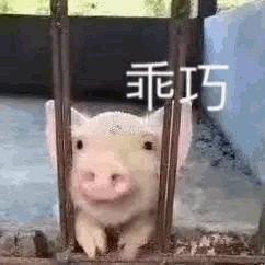 笼子里的乖巧小猪