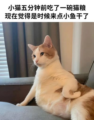 图片上方有一行黑色文字：'小猫五分钟前吃了一碗猫粮 现在觉得是时候来点小鱼干了'。下方是一只橘白相间的猫，它正坐在灰色沙发上，身体微微向后仰，一只前爪放在身体侧面，表情看起来很淡定。背景中可以看到灰色的窗帘和白色的百叶窗。这张图通过文字和猫咪的表情动作，幽默地表现了猫咪总是想吃零食的可爱特性。