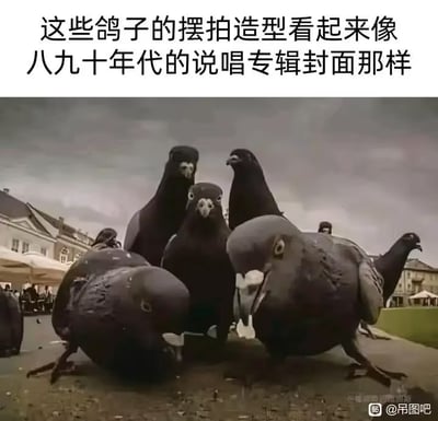 图片上方配有文字“这些鸽子的摆拍造型看起来像八九十年代的说唱专辑封面那样”，下方是一张实拍照片：几只鸽子聚集在一起，姿态各异，有的昂首，有的侧身，整体造型酷似上世纪八九十年代说唱歌手们在专辑封面上常见的酷拽、群体站位风格，背景为阴天的户外场景，远处有建筑物和遮阳伞，营造出一种复古又诙谐的对比感。