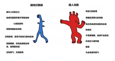 这是一张左右对比风格的搞笑科普图，左侧为蓝色的“弱鸡仔静脉”拟人形象，右侧为红色的“超人动脉”拟人形象。左侧静脉形象纤细，配文描述其“基本上没有压力”“心脏的舔狗”“没有脉搏”等“弱势”特征；右侧动脉形象强壮，配文强调其“有自己的脉搏”“高压推血”“有弹性”等“强势”特点。通过拟人化和网络热词（如“舔狗”“弱鸡”）将血管知识趣味化，风格轻松幽默。