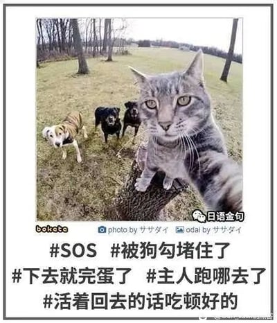 这是一张经过P图改编的趣味动物梗图，创作者将猫咪的身体与人类手臂合成，让猫咪做出类似自拍的动作。猫咪趴在户外的树桩上，表情看起来紧张慌乱，下方草地上的三只狗狗正朝着树桩的方向看去，仿佛堵住了猫咪的去路。图片底部配有一系列拟人化的中文标签：#SOS #被狗勾堵住了 #下去就完蛋了 #主人跑哪去了 #活着回去的话吃顿好的，以幽默的方式模拟猫咪此刻的内心活动，将动物拟人化，制造出搞笑的效果，用来表达陷入困境时慌张又带点自嘲的心情。